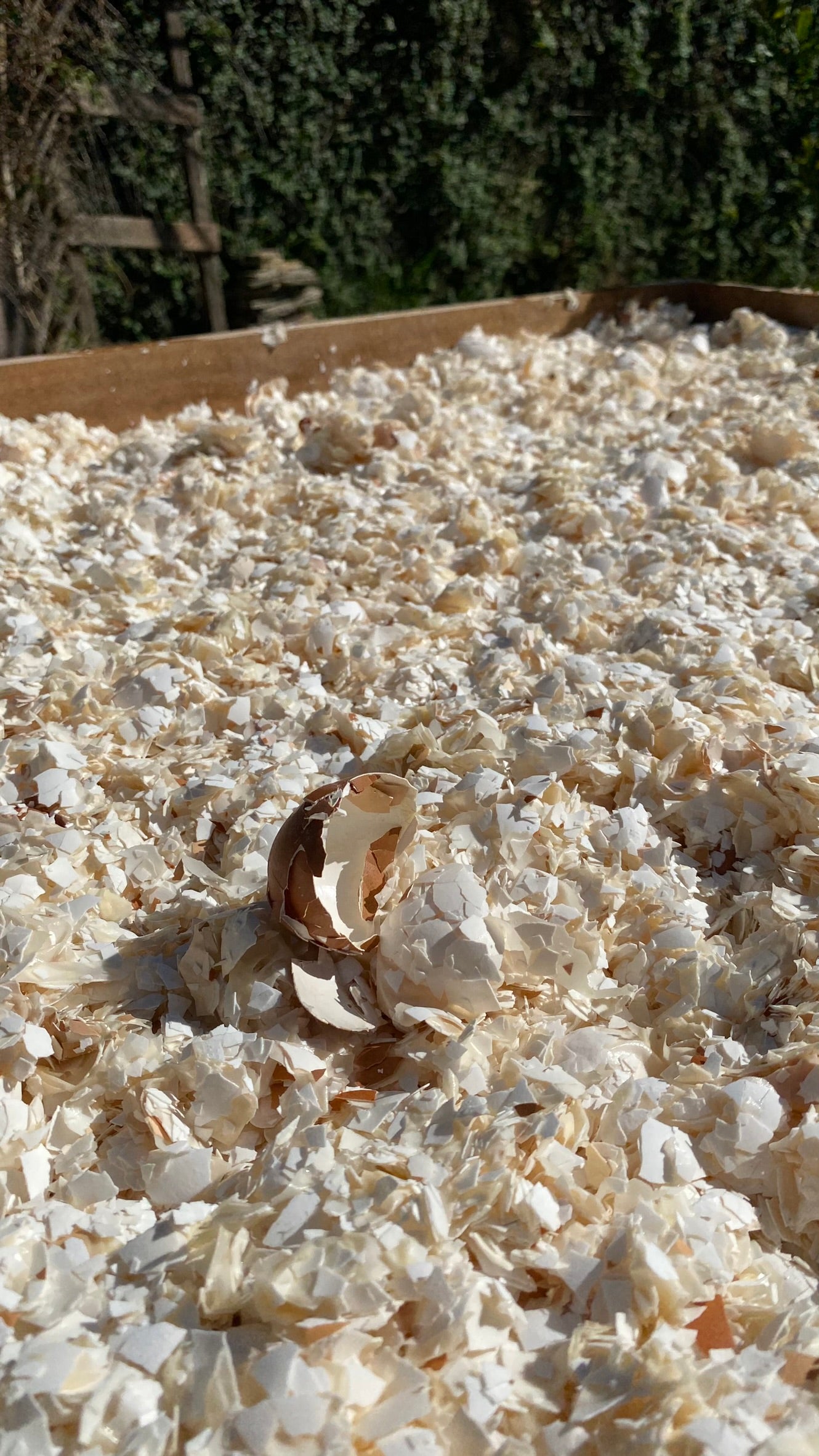 A casca de ovo passa por várias etapas de preparação antes de se transformar no compósito da Monterraro.